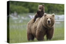 Grizzly bear female with cub riding on back, Katmai NP, Alaska-Oliver Scholey-Stretched Canvas