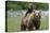 Grizzly bear female with cub riding on back, Katmai NP, Alaska-Oliver Scholey-Stretched Canvas