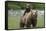 Grizzly bear female with cub riding on back, Katmai NP, Alaska-Oliver Scholey-Framed Stretched Canvas