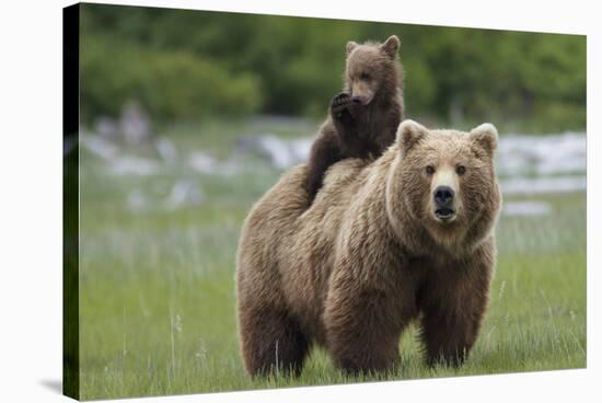 Grizzly bear female with cub riding on back, Katmai NP, Alaska-Oliver Scholey-Stretched Canvas