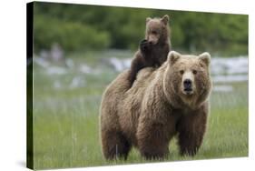 Grizzly bear female with cub riding on back, Katmai NP, Alaska-Oliver Scholey-Stretched Canvas