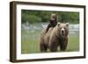 Grizzly bear female with cub riding on back, Katmai NP, Alaska-Oliver Scholey-Framed Photographic Print