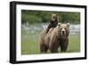 Grizzly bear female with cub riding on back, Katmai NP, Alaska-Oliver Scholey-Framed Photographic Print