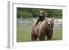 Grizzly bear female with cub riding on back, Katmai NP, Alaska-Oliver Scholey-Framed Photographic Print