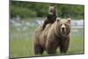 Grizzly bear female with cub riding on back, Katmai NP, Alaska-Oliver Scholey-Mounted Photographic Print