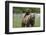 Grizzly bear female with cub riding on back, Katmai NP, Alaska-Oliver Scholey-Framed Photographic Print