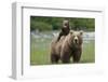 Grizzly bear female with cub riding on back, Katmai NP, Alaska-Oliver Scholey-Framed Photographic Print