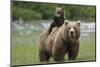 Grizzly bear female with cub riding on back, Katmai NP, Alaska-Oliver Scholey-Mounted Photographic Print