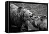Grizzly Bear Fight-irontrybex-Framed Stretched Canvas