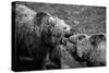 Grizzly Bear Fight-irontrybex-Stretched Canvas