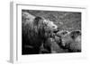 Grizzly Bear Fight-irontrybex-Framed Photographic Print