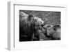 Grizzly Bear Fight-irontrybex-Framed Photographic Print