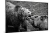 Grizzly Bear Fight-irontrybex-Mounted Photographic Print