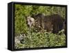 Grizzly Bear, Glacier National Park, Montana, USA-James Hager-Framed Stretched Canvas