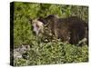 Grizzly Bear, Glacier National Park, Montana, USA-James Hager-Stretched Canvas