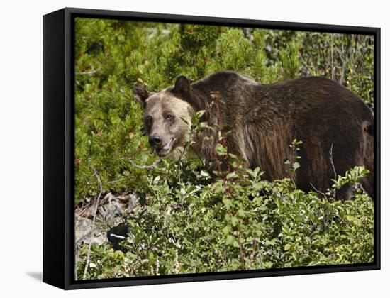 Grizzly Bear, Glacier National Park, Montana, USA-James Hager-Framed Stretched Canvas