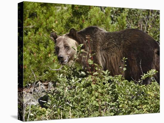 Grizzly Bear, Glacier National Park, Montana, USA-James Hager-Stretched Canvas