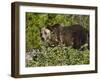 Grizzly Bear, Glacier National Park, Montana, USA-James Hager-Framed Photographic Print