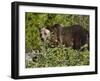 Grizzly Bear, Glacier National Park, Montana, USA-James Hager-Framed Photographic Print