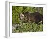 Grizzly Bear, Glacier National Park, Montana, USA-James Hager-Framed Photographic Print