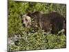 Grizzly Bear, Glacier National Park, Montana, USA-James Hager-Mounted Photographic Print