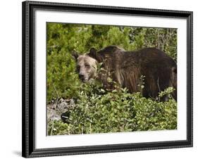 Grizzly Bear, Glacier National Park, Montana, USA-James Hager-Framed Photographic Print