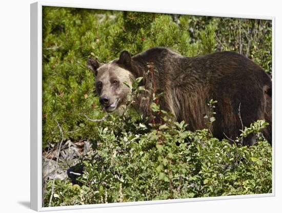 Grizzly Bear, Glacier National Park, Montana, USA-James Hager-Framed Photographic Print