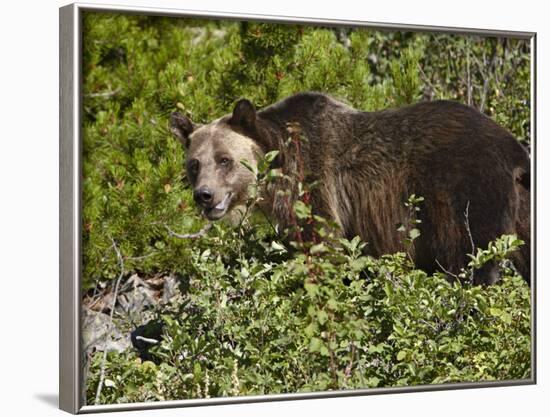 Grizzly Bear, Glacier National Park, Montana, USA-James Hager-Framed Photographic Print