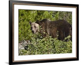 Grizzly Bear, Glacier National Park, Montana, USA-James Hager-Framed Photographic Print