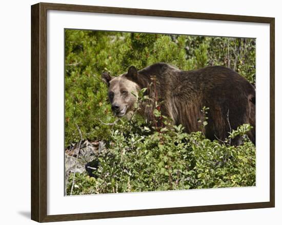 Grizzly Bear, Glacier National Park, Montana, USA-James Hager-Framed Photographic Print