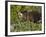 Grizzly Bear, Glacier National Park, Montana, USA-James Hager-Framed Photographic Print