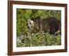 Grizzly Bear, Glacier National Park, Montana, USA-James Hager-Framed Photographic Print
