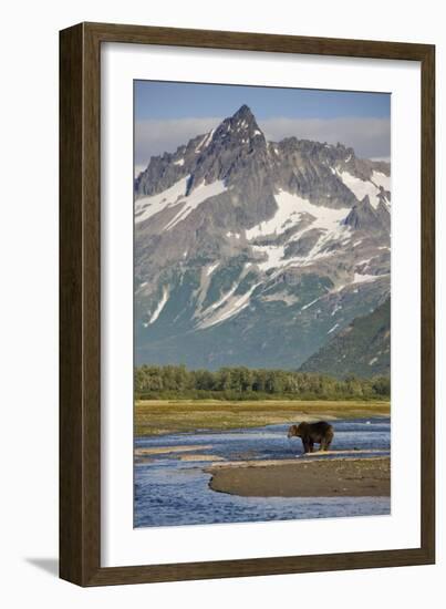 Grizzly Bear Hunting in Stream at Kukak Bay-Paul Souders-Framed Photographic Print