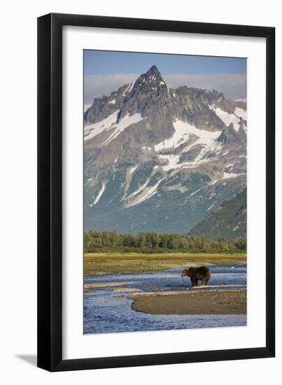 Grizzly Bear Hunting in Stream at Kukak Bay-Paul Souders-Framed Photographic Print