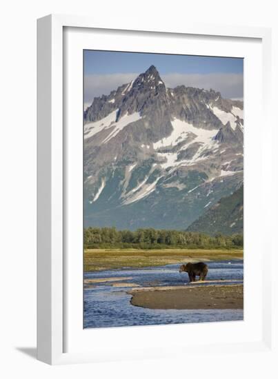 Grizzly Bear Hunting in Stream at Kukak Bay-Paul Souders-Framed Photographic Print