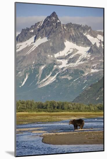Grizzly Bear Hunting in Stream at Kukak Bay-Paul Souders-Mounted Photographic Print
