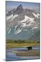 Grizzly Bear Hunting in Stream at Kukak Bay-Paul Souders-Mounted Photographic Print