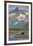 Grizzly Bear Hunting in Stream at Kukak Bay-Paul Souders-Framed Photographic Print