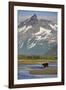 Grizzly Bear Hunting in Stream at Kukak Bay-Paul Souders-Framed Photographic Print