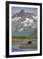 Grizzly Bear Hunting in Stream at Kukak Bay-Paul Souders-Framed Photographic Print