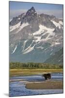 Grizzly Bear Hunting in Stream at Kukak Bay-Paul Souders-Mounted Photographic Print