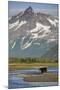 Grizzly Bear Hunting in Stream at Kukak Bay-Paul Souders-Mounted Photographic Print