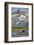 Grizzly Bear Hunting in Stream at Kukak Bay-Paul Souders-Framed Photographic Print