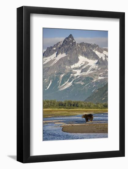 Grizzly Bear Hunting in Stream at Kukak Bay-Paul Souders-Framed Photographic Print