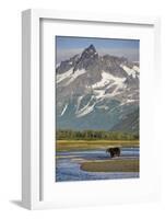 Grizzly Bear Hunting in Stream at Kukak Bay-Paul Souders-Framed Photographic Print