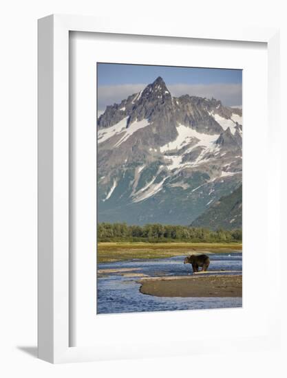 Grizzly Bear Hunting in Stream at Kukak Bay-Paul Souders-Framed Photographic Print