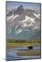 Grizzly Bear Hunting in Stream at Kukak Bay-Paul Souders-Mounted Photographic Print