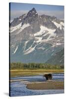 Grizzly Bear Hunting in Stream at Kukak Bay-Paul Souders-Stretched Canvas