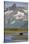 Grizzly Bear Hunting in Stream at Kukak Bay-Paul Souders-Stretched Canvas