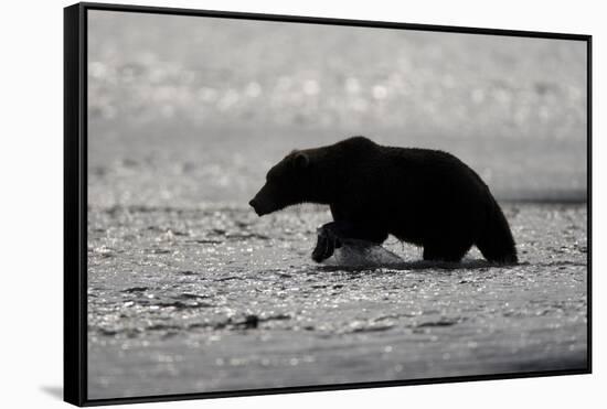 Grizzly Bear Hunting Spawning Salmon at Kukak Bay-Paul Souders-Framed Stretched Canvas